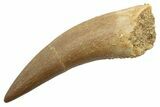 Fossil Plesiosaur (Zarafasaura) Tooth - Morocco #249602-1